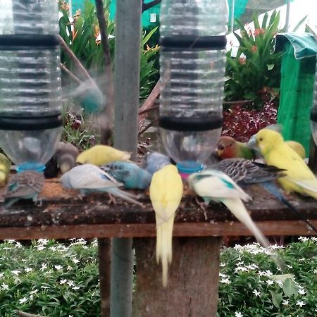 Villa T Garden Pantai Cenang  Exterior foto